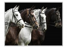 Horses ready for a race - 66 x 50 cm